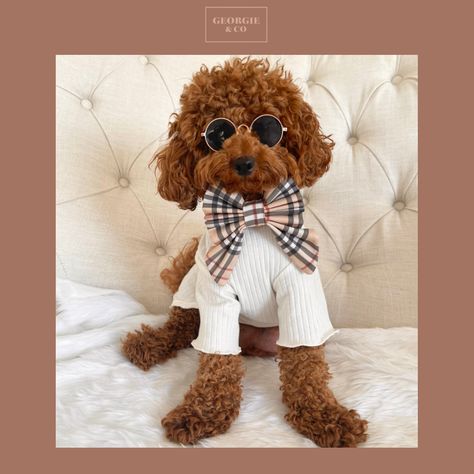 Toy poodle in cute puppy clothes bow Boy Dog Clothes, Tartan Material, Leather Bow Tie, Boy Dog, Puppy Clothes, Toy Puppies, Dog Party, Luxury Dog, Toy Poodle