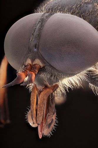 Tabanus bovinus | by andre de kesel Giant Horse, Types Of Bugs, Scale Skin, Micro Photography, Animal Eyes, Insect Collection, Cold Blooded, Pet Blog, Horse Fly