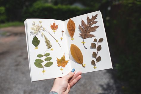 Plant Pressing, Pressing Plants, Leaf Pressing, Microwave Flower Press, Plant Press, Plant Journal, Pressed Leaves, Ebb And Flow, Homeschool Art