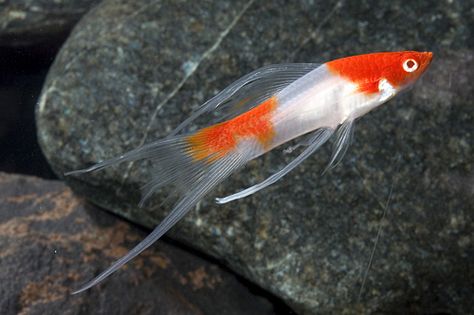 koi kohaku lyretail swordtail reg xiphophorus helleri - Segrest Farms Swordtail Fish, Koi Fish Colors, Fancy Fish, Tropical Fish Aquarium, Tropical Aquarium, Salt Water Fishing, Freshwater Aquarium Fish, Koi Fish Pond, Fish Supplies