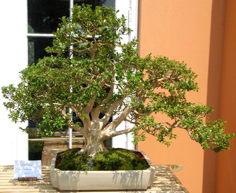 Boxwood Bonsai Tree Care Guide (Buxus sempervirens) Boxwood Bonsai, Ficus Bonsai Tree, Chinese Elm Bonsai, Elm Bonsai, Jade Bonsai, Maple Bonsai, Jade Tree, Bonsai Tree Types, Pine Bonsai