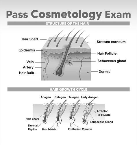 Cosmetology Activities, Cosmology School, Cosmetology School Essentials, Cosmetology Worksheets, Hairdresser Tips, State Board Cosmetology, Cosmetology Teacher, Cosmetology School Notes, Cosmetology School Tips Student