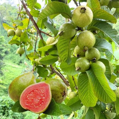 Guava Tree, Pink Guava, Live Plants, Trees To Plant, 10 Inch, Lawn Garden, 1 Year, Lawn, Trees