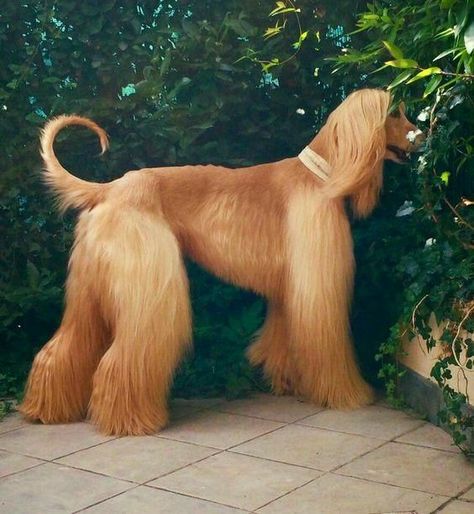 Afgan Dog, Afghan Dogs, Afgan Hounds, Hound Dog Breeds, Afghan Hounds, Sight Hounds, Most Beautiful Dogs, Hound Puppies, Afghan Hound