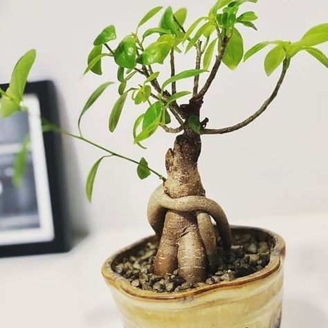 How to Prune Ficus Bonsai to Make it Thrive | Bonsai Tree Gardener Ficus Bonsai Tree Care, Bonzai Tree Ficus, Ficus Bonsai, Ficus Benjamina Bonsai, Ficus Bonsai Tree, Ficus Ginseng Bonsai Care, Bonsai Pruning, Literati Bonsai Style, Fukien Tea Tree Bonsai