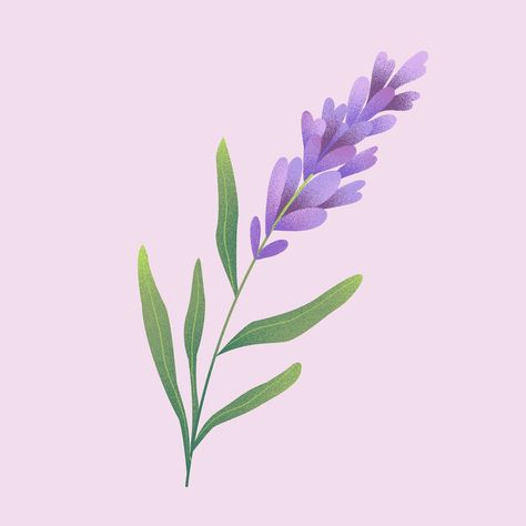 Lavender Illustration by Gina Medranda on Dribbble Lavender Illustration Design, Lavender Vector Illustration, Watering Flowers Illustration, Lavender Graphic, Heather Illustration, Purple Flower Illustration, Lavender Graphic Design, Lavender Drawing Simple, Lavender Photography