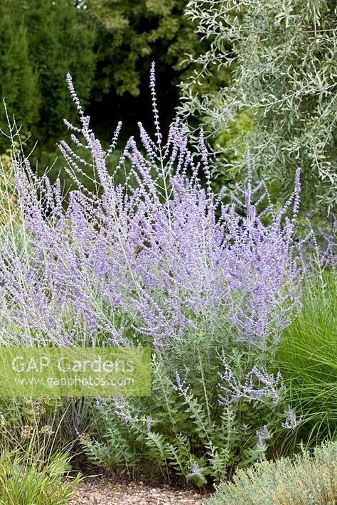 Perovskia Blue Spire, Types Of Grass, Small Shrubs, Outdoor Landscape, Growing Tips, Summer Plants, Summer Bedding, Olive Gardens, Drought Tolerant Plants