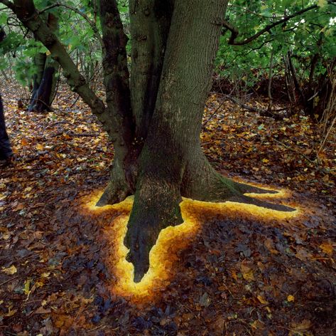 Boom Kunst, Ephemeral Art, Andy Goldsworthy, Nature Artists, Earth Art, Outdoor Art, Leaf Art, Land Art, Environmental Art