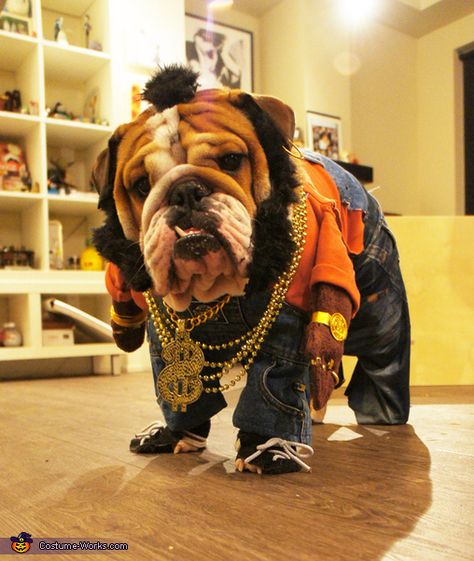 Mr T Doggie Dog - 2013 Halloween Costume Contest Bulldog Halloween Costumes, Bulldog Costume, English Bulldog Care, Bulldogs English, Bulldog Puppies For Sale, Cute Bulldogs, Mr T, Pet Halloween Costumes, English Bulldog Puppies