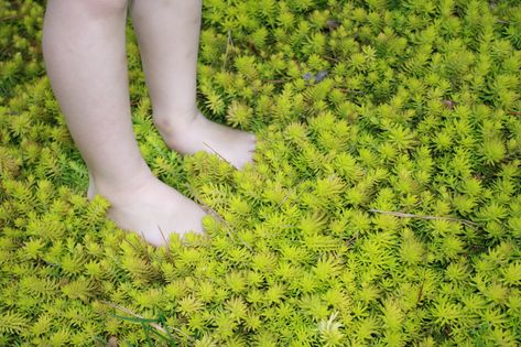 Angelina Sedum Shines in Winter Landscapes | Gardening in the Panhandle Angelina Sedum, Sedum Angelina, Sedum Ground Cover, Sedum Garden, Porch Appeal, Country Cottage Garden, Rock Walls, Garden Site, Winter Landscapes