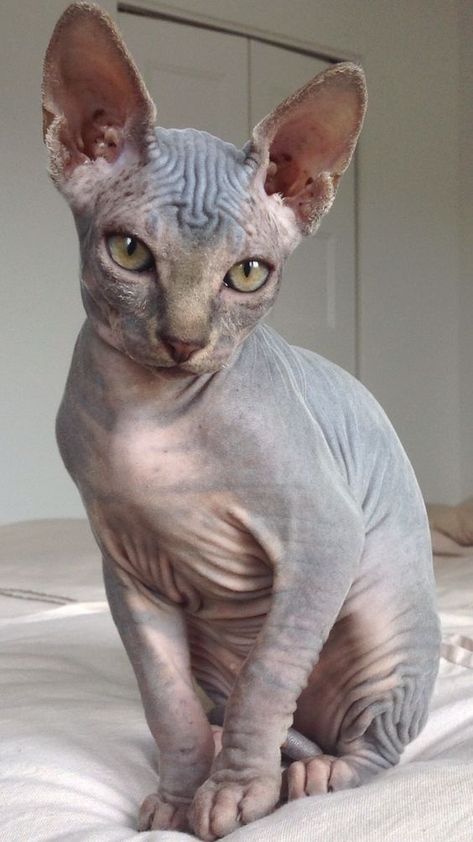 While pet owners all over the world love cats with fluffy coats like the Persian or Siamese, the Sphynx is the 9th most popular cat breed. Cute Hairless Cat, Sphinx Cats, Chat Sphynx, Hairless Cats, Sphynx Cats, Sphinx Cat, Silly Cats Pictures, Hairless Cat, Cat Pose