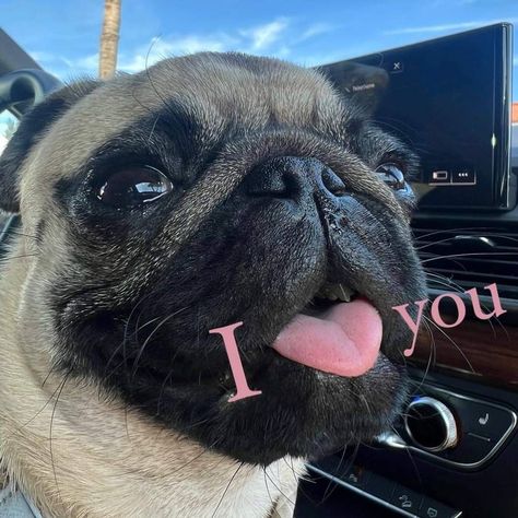 Dogs Images, Funny Animals With Captions, Baby Pugs, Cute Dogs Images, Cute Dog Photos, Most Beautiful Birds, Cute Animals Puppies, Very Cute Dogs, Pugs Funny