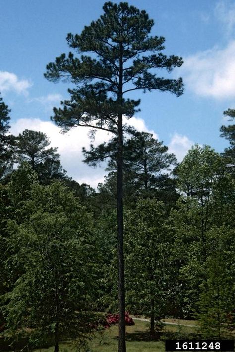 loblolly pine (Pinus taeda) Loblolly Pine, University Of Georgia, Utility Pole, Georgia, Art Inspiration, University, Google Search, Art