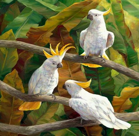 Burung Kakatua, Parrots Art, Australian Birds, Wildlife Artists, Bird Artwork, Australian Animals, Tropical Art, Tropical Birds, Bird Drawings