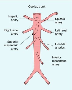 Abdominal Aorta and Branches - Celiac Trunk, Renal, Gonadal and IMA Abdominal Aorta Anatomy, Vascular Anatomy, Renal Physiology, Arteries Anatomy, Cardiac Sonography, Vascular Ultrasound, Abdominal Aorta, Sonography Student, Medical Assistant Student