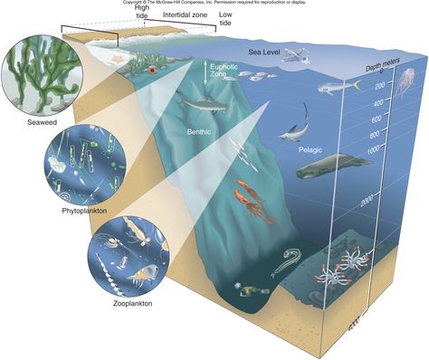 Ocean Zones, Water Architecture, Sea Aquarium, Animal Adaptations, Ocean Science, Primary Science, Ocean Depth, 6th Grade Science, Southern Ocean