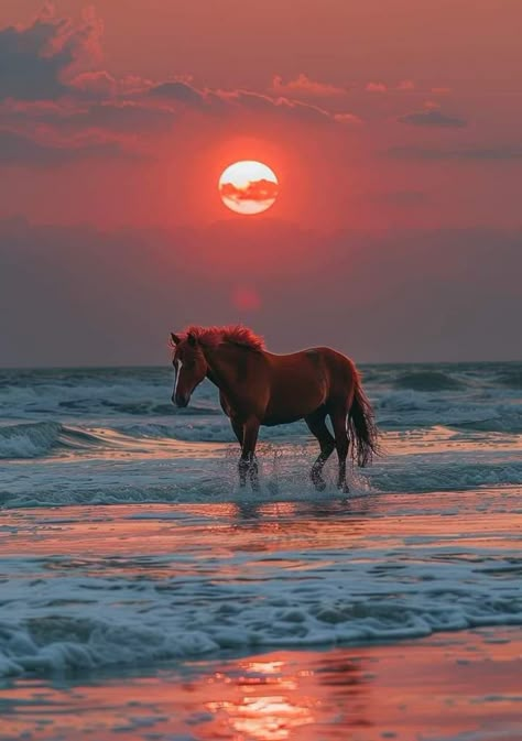 Pretty Horse Pictures, Cute Horse Wallpapers, Horse Aesthetic Wallpaper, Caballos Aesthetic, Horses Sunset, Wallpaper Horse, Horses Wallpaper, Horse Background, Sunset Canvas Painting