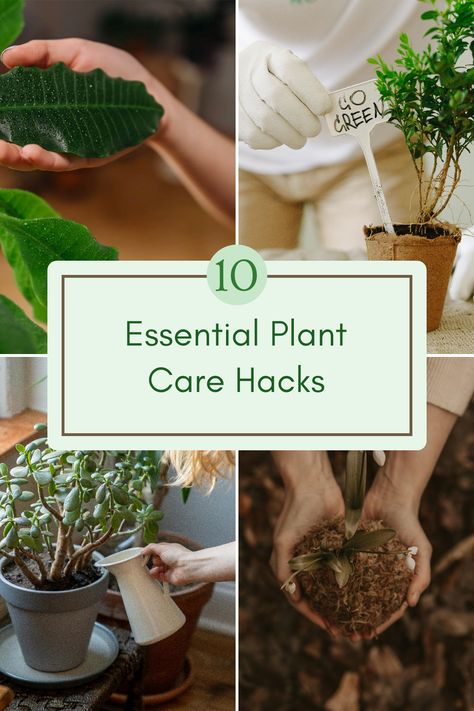 Discover 10 essential plant care tips to keep your indoor gardening flourishing. This pin features practical watering, lighting, and humidity tips across 4 images for plant lovers. Repotting Plants, Sensitive Plant, Plant Care Tips, Interior Design Games, Powdery Mildew, House Plant Care, Indoor Gardening, Snake Plant, Plant Needs