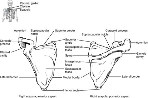 Scapula Anatomy Drawing, Scapula Anatomy, Anatomy Shoulder, Anatomy And Physiology 1, Scapula Bone, Bone Drawing, Anatomy Biology, Radiology Student, Skull Anatomy