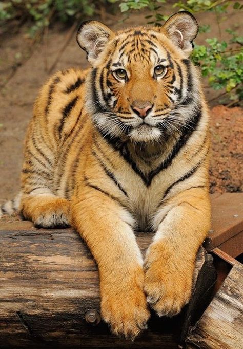 Malayan Tiger, Dekoratívne Vence, Save The Tiger, Tiger Love, Tiger Pictures, Geaux Tigers, Spirit Animals, Big Animals, Majestic Animals