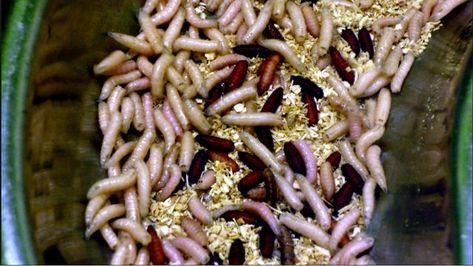 Maggot sausage is the new steak Raw Pork, Healing Wounds, Healing Balm, Creepy Crawlies, Immune Response, Chicken Tenders, Life Cycles, Raw Food Recipes, How To Cook Chicken