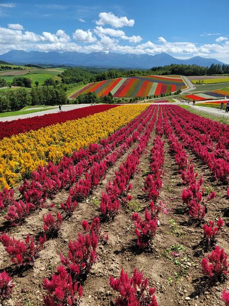 Beautiful and colorful flower fields in Biei, Hokkaido, Japan Japan Summer, Hokkaido Japan, Good Morning Image Quotes, Flower Field, Good Morning Images, Morning Images, Image Quotes, Colorful Flowers, Places To Visit