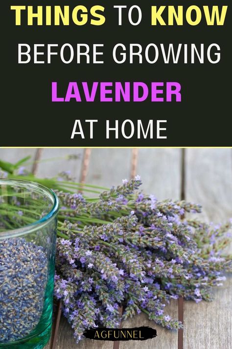 Grow Lavender Indoors, Lavender Plant Indoors, Growing Lavender Indoors, Indoor Lavender Plant, Lavender Indoors, Lavender Plant Care, Soil Fertilizer, How To Propagate Lavender, Patio Flower Pots