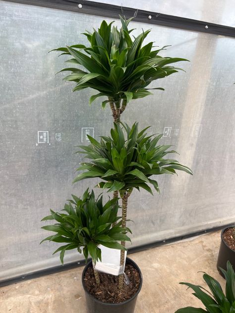 10” Dracaena Janet Craig Compacta 3-2-1 Cane Dracaena Janet Craig, Dracaena Compacta, Dracaena Trifasciata, Plants, 10 Things, Quick Saves