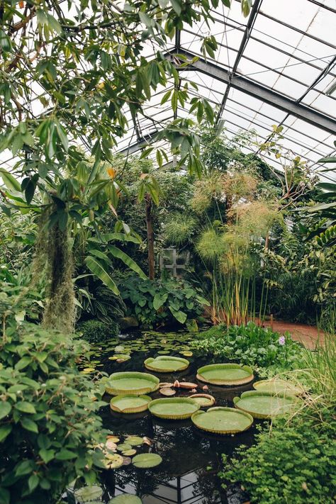 Dundee University Botanic Garden - from the Haarkon Greenhouse Tour. Modern Garden Landscaping, Moderne Have, Landscape Edging, Plant Aesthetic, Greenhouse Gardening, Botanic Garden, Peterborough, Landscape Projects, Dundee