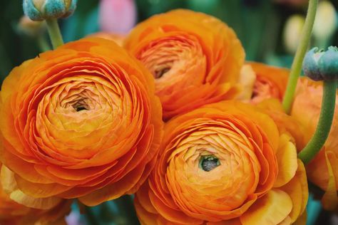 Persian Buttercup: Plant Care & Growing Guide Persian Buttercup Flower, Ranunculus Arrangement, Ranunculus Garden, Ranunculus Boutonniere, Ranunculus Wedding, Persian Buttercup, Peach Ranunculus, Orange Ranunculus, Spring Vases