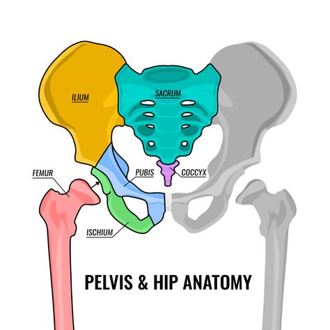 Here's What It's Like Living With Coccydynia | Pain Resource Pelvis Diagram, Bone Diagram, Pelvic Anatomy, Pelvis Bone, Female Pelvis, Pelvis Anatomy, Hip Anatomy, Anterior Y Posterior, Bone Drawing