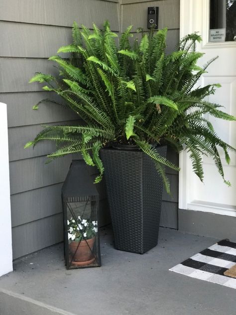 Front Porch With Lanterns, Porch Plant Decor, Front Porch Greenery Plants, Front Door Potted Plants Entrance, Planters With Lanterns, Porch Ferns, Front Porch Fern Ideas, Front Porch Fern, Outdoor Porch Plants