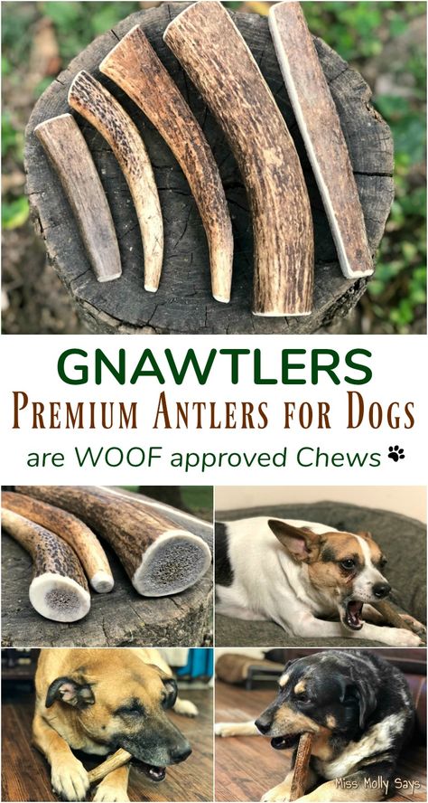 Gnawtlers Premium Antlers for Dogs are WOOF approved Chews Dog Chews Homemade, Deer Antlers For Dogs, Homemade Pet Treats, Dog Antlers, Animal Nutrition, Dog Chew, Pet Training, Pet Treats, Deer Antlers