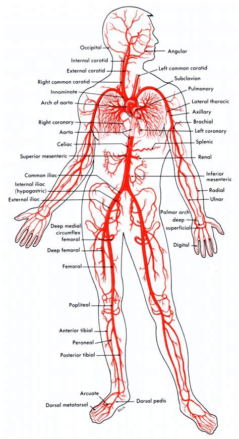 major arteries of body - Ecosia - Images Doctor Advice, Cholesterol Diet, Healthy Diet Tips, Daily Health Tips, Fitness Advice, Health Magazine, Good Health Tips, Healthy Food Choices, The Human Body