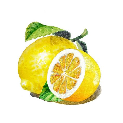 Akvarel Illustration, Lemon Drawing, Lemon Painting, Lemon Art, Fruits Drawing, Watercolor Fruit, Lemon Decor, Fruit Illustration, Fruit Painting