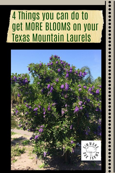 Texas Mountain Laurel Landscaping, Mountain Laurel Landscaping, Texas Laurel Tree, Central Texas Backyard Landscaping, Texas Mountain Laurel Tree, Texas Native Trees, South Texas Landscaping, Texas Home Exterior, Texas Hill Country Landscaping