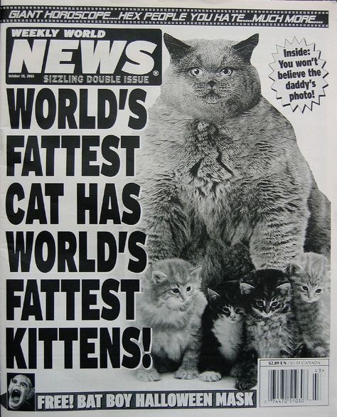 Pulp Librarian on Twitter: "Fat cat Friday: I blame the parents...  #FridayFeeling… " Weekly World News, Fat Kitten, Funny Headlines, Bat Boys, Kinds Of Cats, News Paper, Old Newspaper, Halloween Boys, World Photo