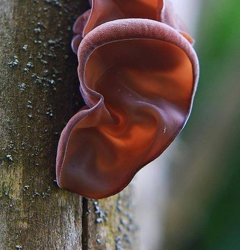 Edible Fungus - "Wood Ear" Jamur Kuping, Ear Mushroom, Lichen Moss, Mushroom Pictures, Human Ear, Slime Mould, Human Body Parts, Edible Mushrooms, Mushroom Fungi