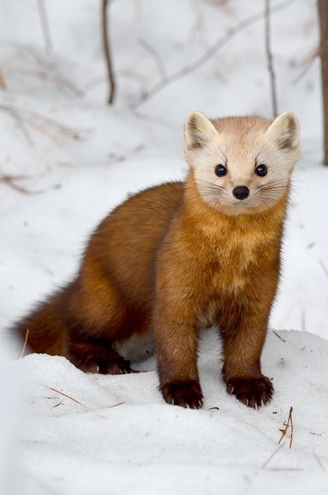 pine marten in algonquin park, ontario Get your golf equipment at Golf USA. www.golfusa.co.za Pine Martens, Funny Pictures Of Dogs, Marder Iii, Pine Marten, Algonquin Park, Pictures Of Dogs, Funny Dog Pictures, Funny Animal Memes, Cute Animal Pictures