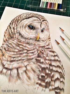 Owl Feathers Drawing, Barred Owl Drawing, Watercolor Pointsetta, Owl Drawing Color, Owl Drawing, Owl Feather, Bird Drawing, Owl Illustration, Colored Pencil Artwork