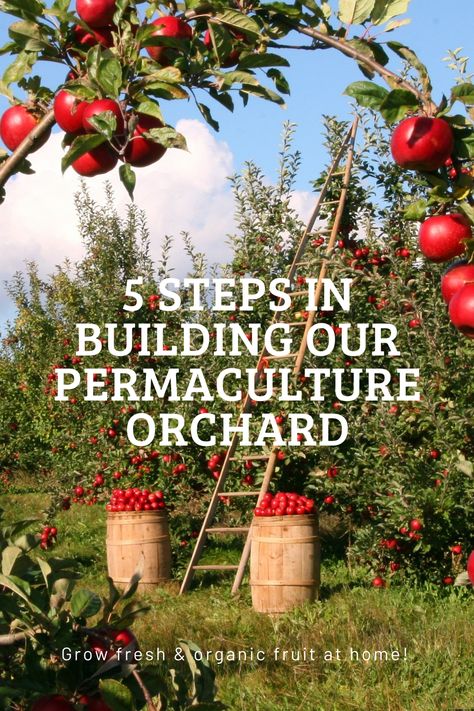 Fruit Orchard Layout, Orchard Layout Design, Mini Orchard Ideas, Orchard Ideas, Home Orchard Layout, Backyard Orchard, Micro Orchard, Permaculture Orchard Layout, Permaculture Orchard