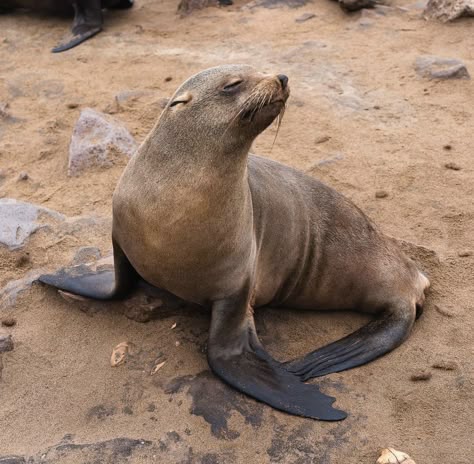 Cape fur seal posing Cape Fur Seal, Seal Reference, Seal Photography, Veggie Animals, Baikal Seal, Funny Seals, Seal Animal, Animals In Africa, Island Artwork