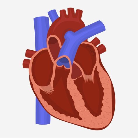 Human heart anatomy, science medicine he... | Premium Vector #Freepik #vector #heart-organ #artery #heart-anatomy #cardiac Anatomy Graphic Design, Anatomy Clipart, Anatomy Graphic, Human Heart Anatomy, Heart Organ, Types Of Muscles, Basic Anatomy And Physiology, Heart Anatomy, Cartoon Heart