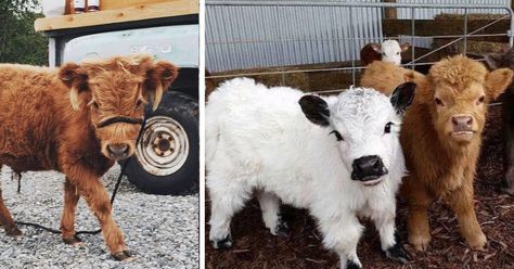 Cow Facts, Miniature Cows, Pet Cows, Mini Cows, Pet Play, Pet People, Fluffy Cows, Therapy Animals, Cute Pets