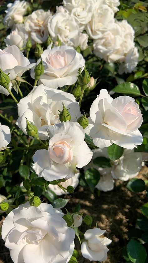 Roses, White