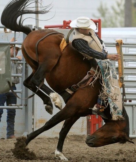 Saddle Bronc, gotta love this pic! Nice Horses, Bronc Halter, Bronc Rider, Saddle Bronc, Bronc Riding, Bucking Horse, Rodeo Time, Rodeo Events, Rodeo Cowboys