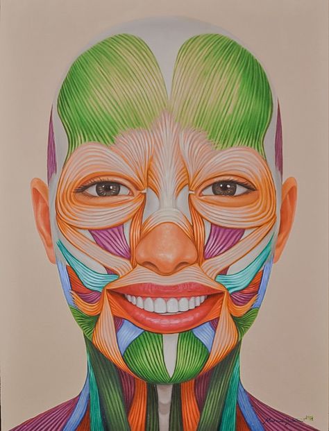 Facial Muscles Anatomy Drawing, Face Muscles Drawing, Face Muscles Anatomy Drawings, Face Muscles Anatomy, Anatomy Of The Face, Facial Muscles Anatomy, Muscles Of Facial Expression, Face Muscles, Muscle Diagram