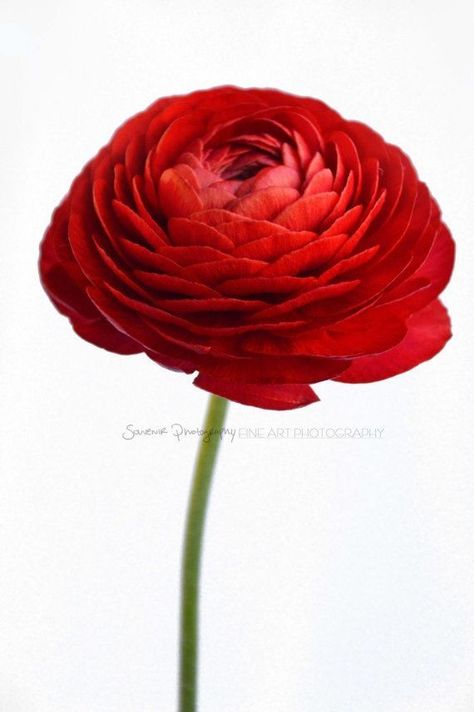 Ranunculus Red Red Ranunculus, Flower References, Seeing Red, Favorite Flower, Wall Papers, Floral Photography, African Violets, Ranunculus, Types Of Flowers