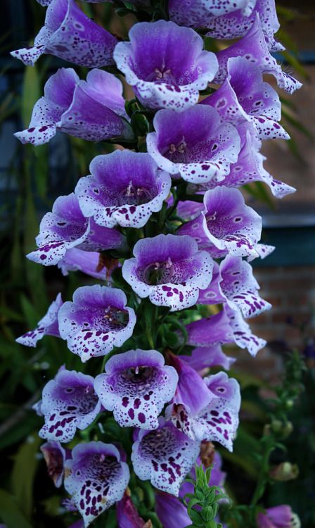 Elegant Photography, Purple Flowers Garden, Unusual Flowers, Herbaceous Perennials, Beautiful Flowers Pictures, Exotic Flowers, Flower Beauty, Flowers Nature, Beautiful Blooms