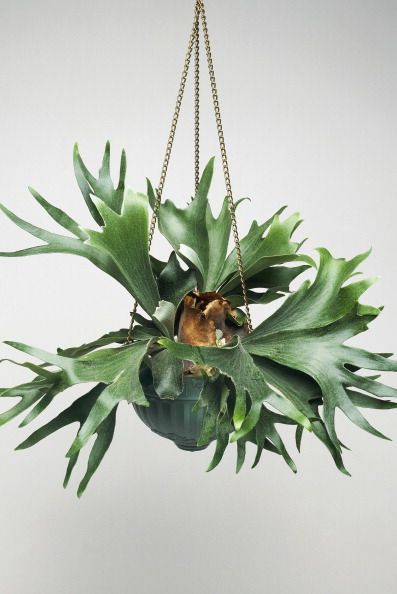 Unusual Houseplants, Elkhorn Fern, Fern Planters, Indoor Ferns, Staghorn Fern, Fall Planters, Fern Plant, Container Gardening Vegetables, House Plants Decor